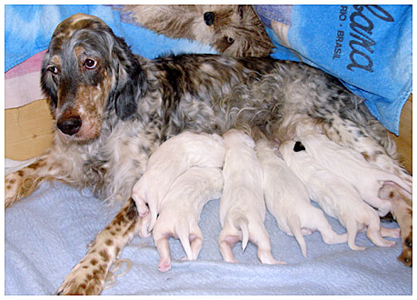 A kiskutyk 9 naposak / the puppies are 9 days old