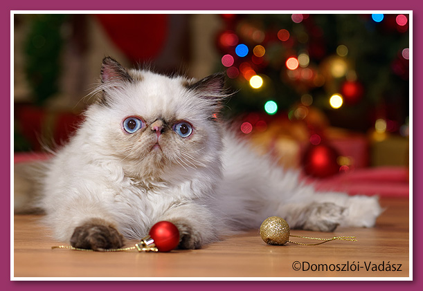 Seal tortie Himalayan kitten