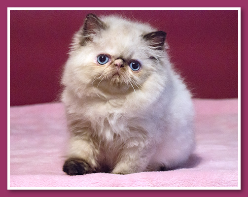 Seal tortie Himalayan kitten  at 8 weeks old