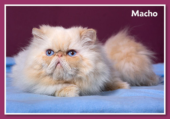 Colourpoint Himalayan cat - Macho