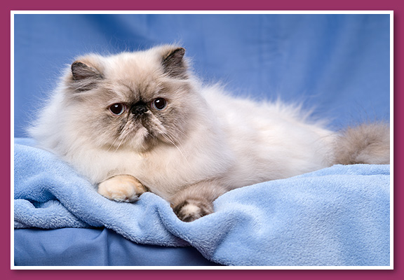 Colourpoint Himalayan cat - Taboo