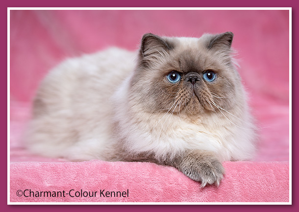 SANVY'ES  WALTER - Blue point Himalayan persian cat