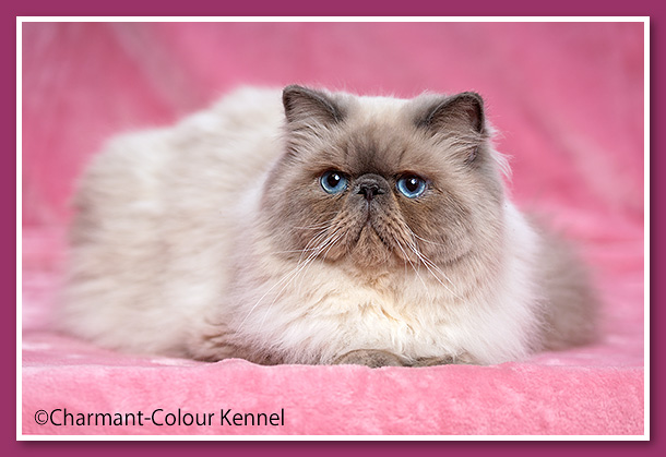 SANVY'ES  WALTER - Blue point Himalayan persian cat