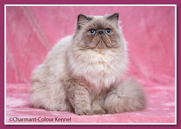 SANVY'ES  WALTER - Blue point Himalayan persian cat