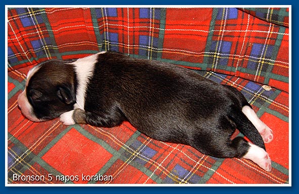 Bronson at 5 days old