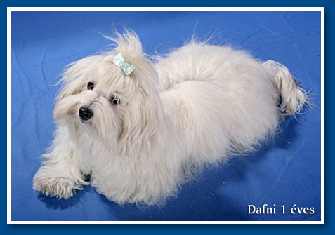 Dafni 9 hónapos havanese