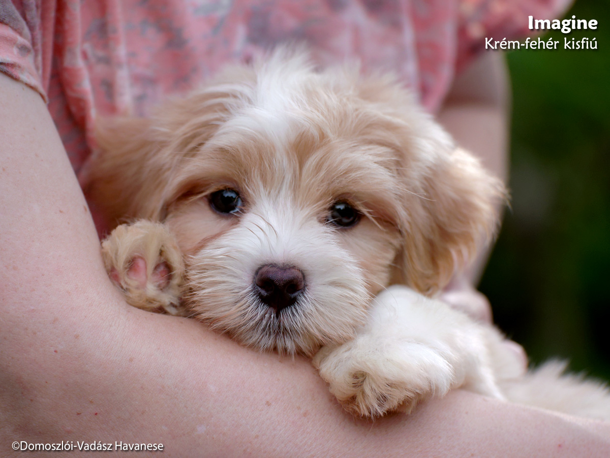 havanese kiskutyák