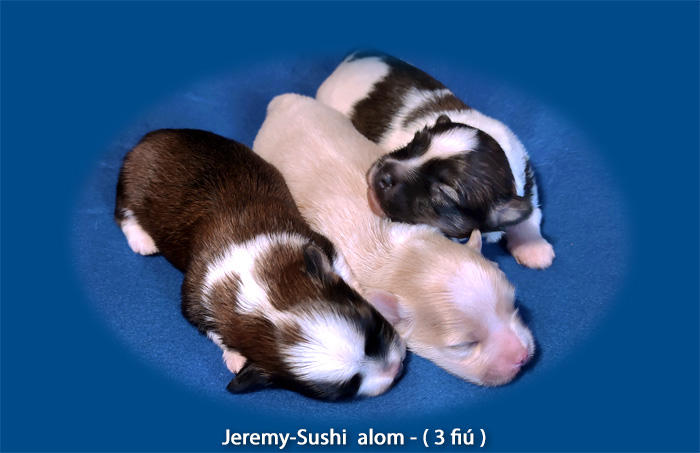Jeremy-Sushi-alom / I-litter