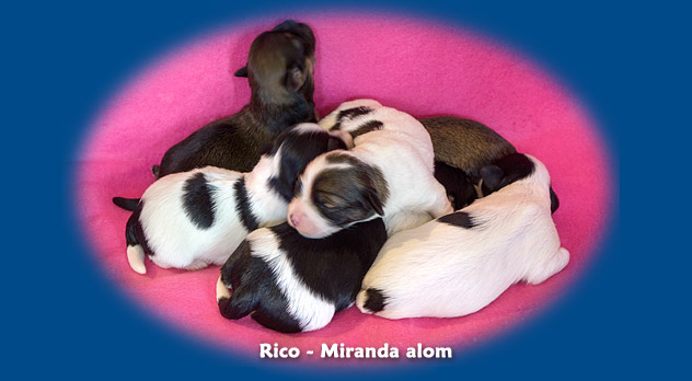 Rico-Miranda-alom / D-litter