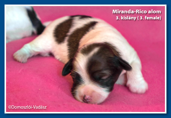 Rico-Miranda-alom /D-litter