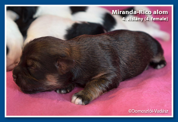 Rico-Miranda-alom /D-litter