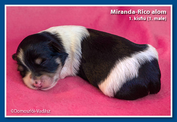 Rico-Miranda-alom /D-litter