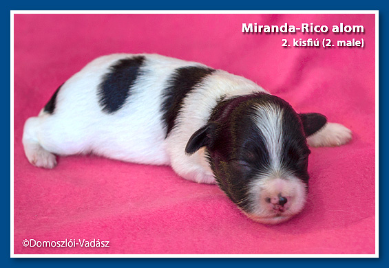 Rico-Miranda-alom /D-litter