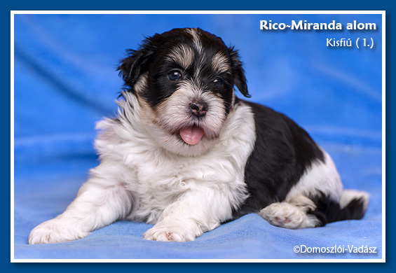 Rico-Miranda-alom /D-litter