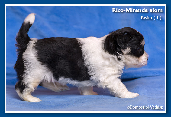 Rico-Miranda-alom /D-litter