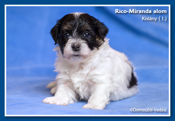 Rico-Miranda-alom /D-litter