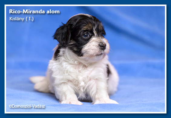 Rico-Miranda-alom /D-litter