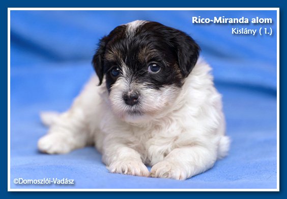 Rico-Miranda-alom /D-litter