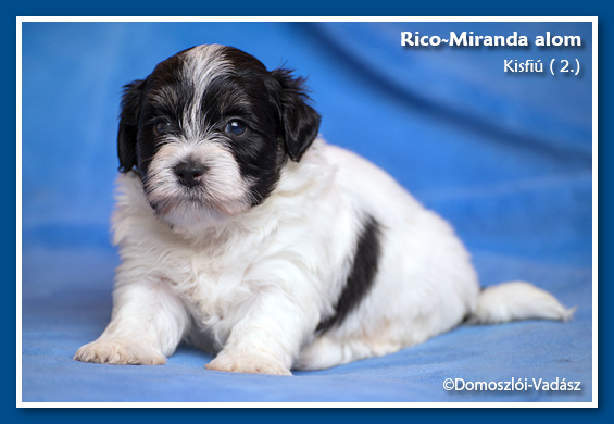 Rico-Miranda-alom /D-litter