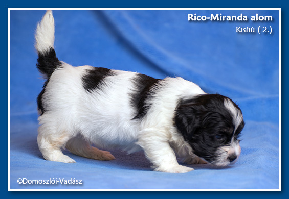 Rico-Miranda-alom /D-litter