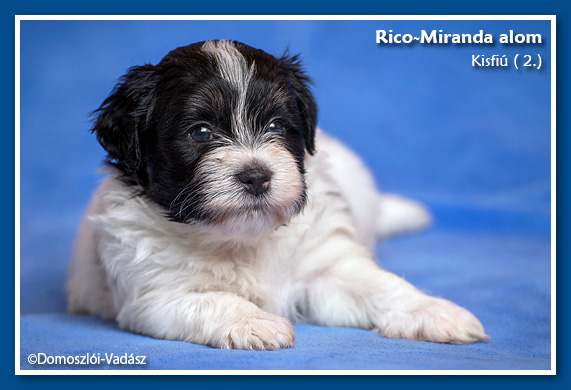 Rico-Miranda-alom /D-litter