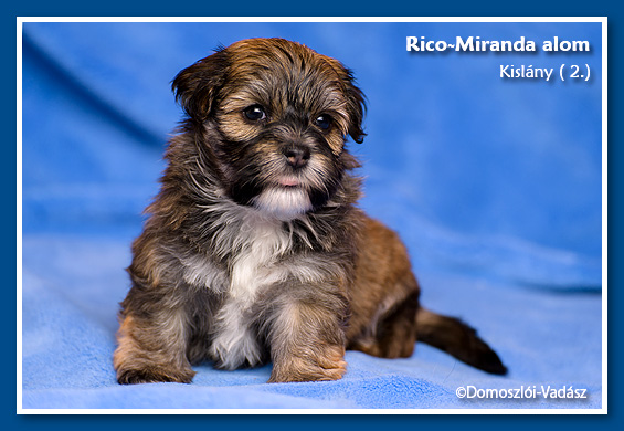 Rico-Miranda-alom /D-litter