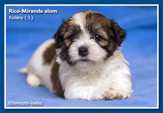 Rico-Miranda-alom /D-litter