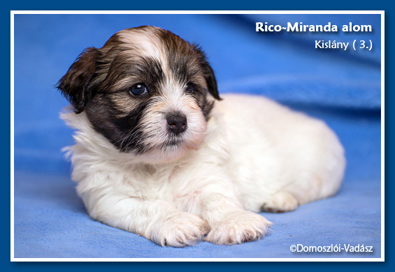 Rico-Miranda-alom /D-litter