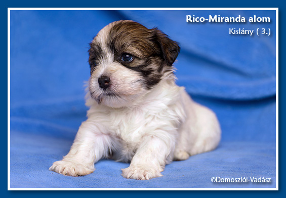 Rico-Miranda-alom /D-litter