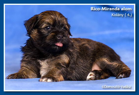 Rico-Miranda-alom /D-litter