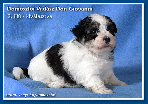 havanese kiskutya 5 hetes korában