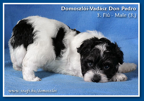 havanese kiskutya 5 hetes korában