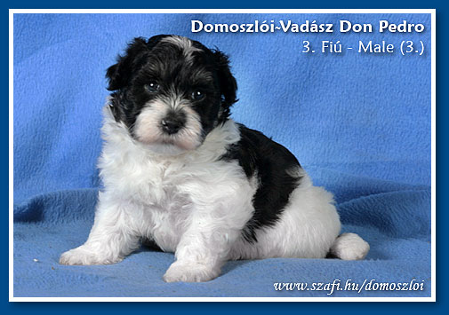 havanese kiskutya 5 hetes korában