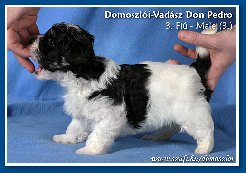 havanese kiskutya 5 hetes korában