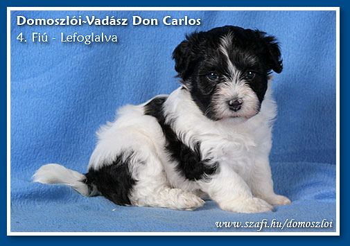 havanese kiskutya 5 hetes korában