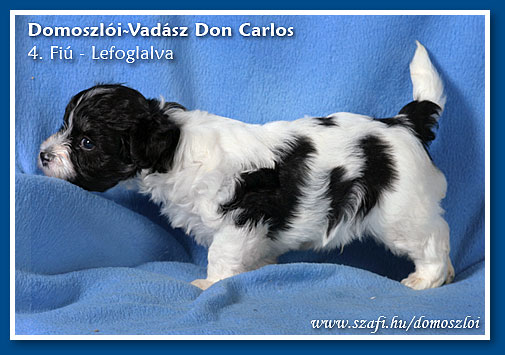 havanese kiskutya 5 hetes korában