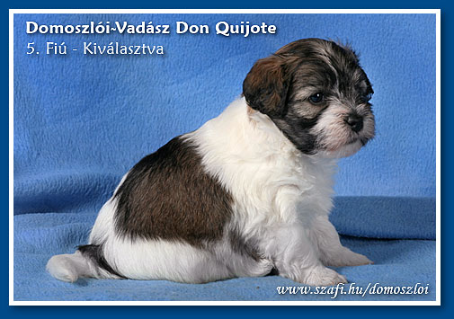 havanese kiskutya 5 hetes korában