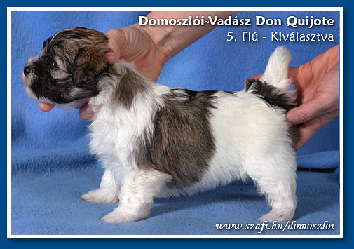 havanese kiskutya 5 hetes korában