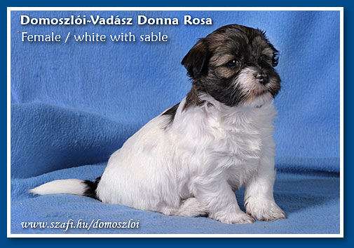 havanese kiskutya 5 hetes korában