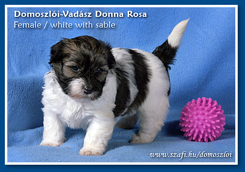 havanese puppy at 5 weeks old