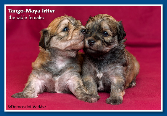 Tango-Maya-litter / E-litter