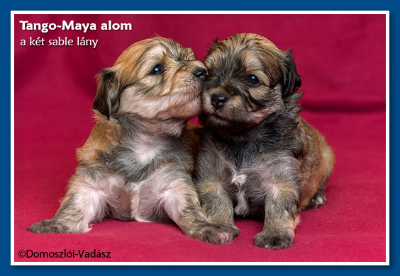 Tango-Maya-litter / E-litter