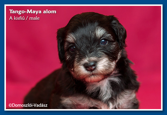 Tango-Maya-litter / E-litter