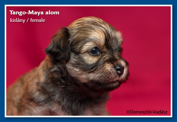 Tango-Maya-litter / E-litter