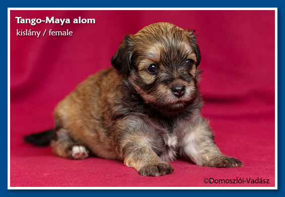 Tango-Maya-litter / E-litter