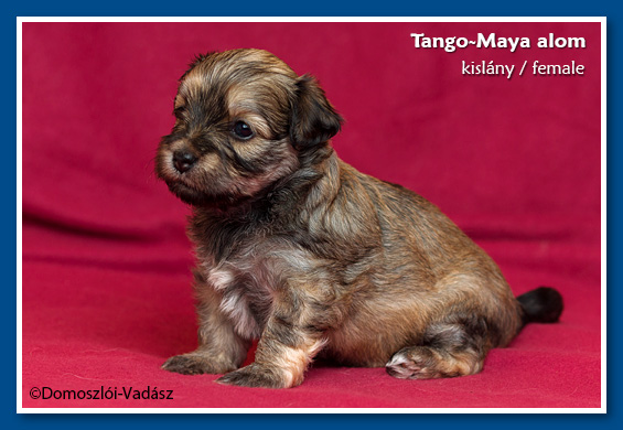 Tango-Maya-litter / E-litter