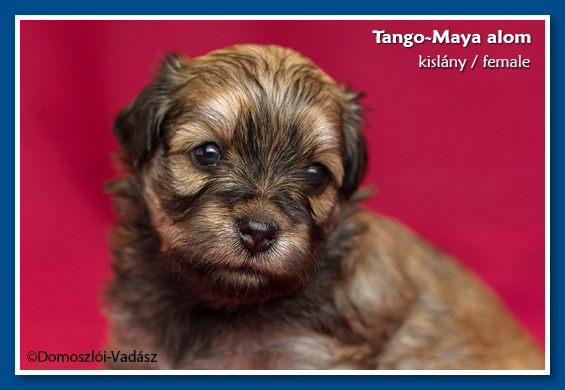 Tango-Maya-litter / E-litter