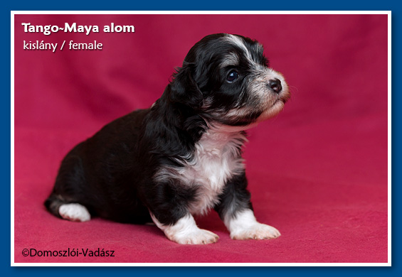 Tango-Maya-litter / E-litter