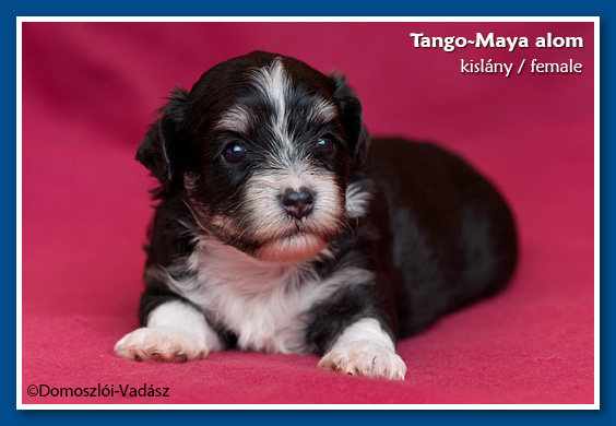 Tango-Maya-litter / E-litter