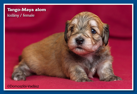 Tango-Maya-litter / E-litter